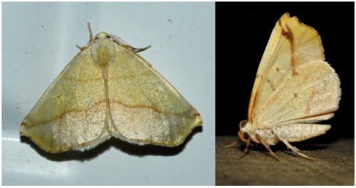 Réf. 218 398 : Sicya macularia